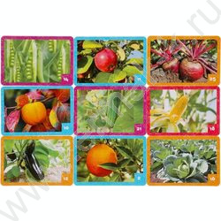 Мемо Фрукты и овощи | Фото 7