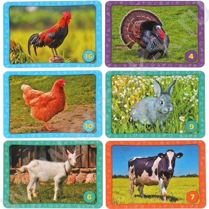 Мемо Домашние животные.Тренируем память | Фото 5