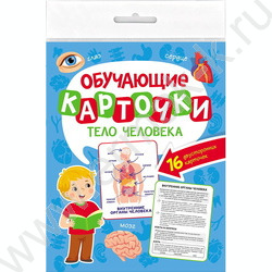 Обучающие карточки.Тело человека | Фото 1