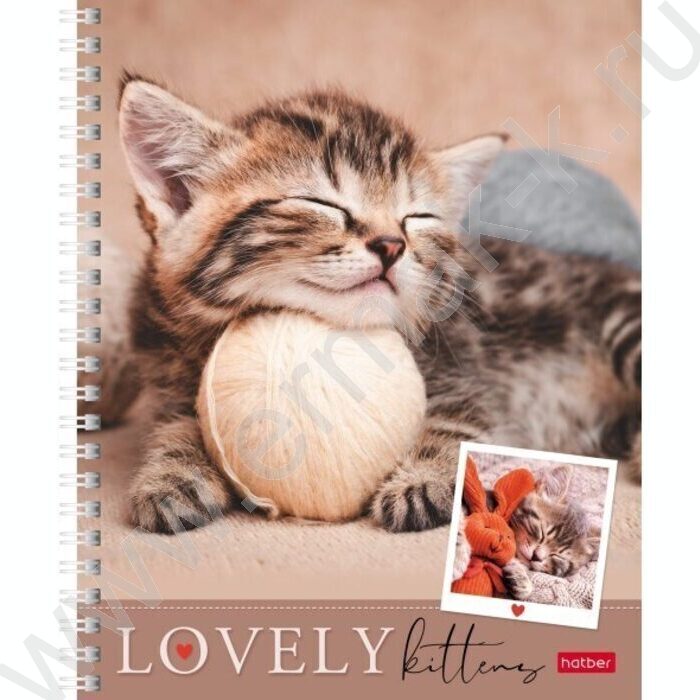 Тетрадь  48л линейка/спираль "Мяу-Котики" 4вида | Фото 1