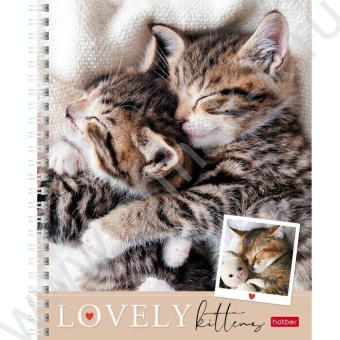 Тетрадь  48л линейка/спираль "Мяу-Котики" 4вида | Фото 3