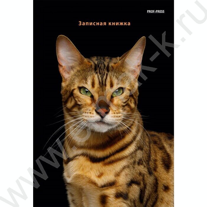 Зап. книжка  80л А5 тв.обл. спираль "Бенгальский кот" /глянец/ | Фото 1