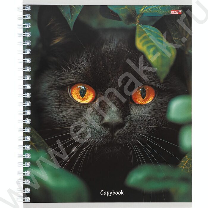 Тетрадь  80л клетка/спираль "Разные коты" ассорти | Фото 2
