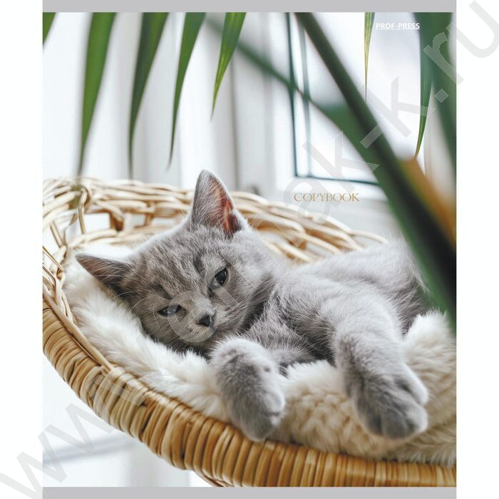 Тетрадь  48л клетка/спираль "Уютные котики" ассорти | Фото 2