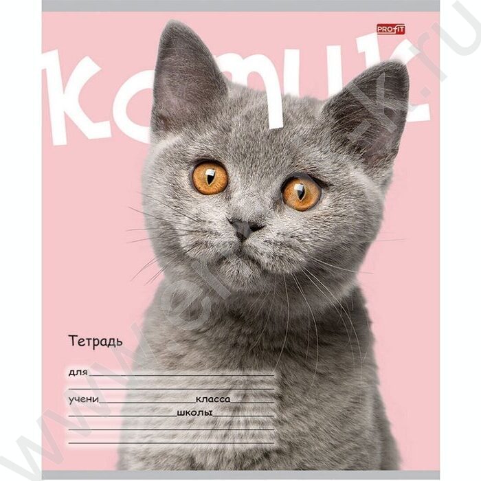Тетрадь  24л клетка "Котик на цветном фоне" 5видов | Фото 5
