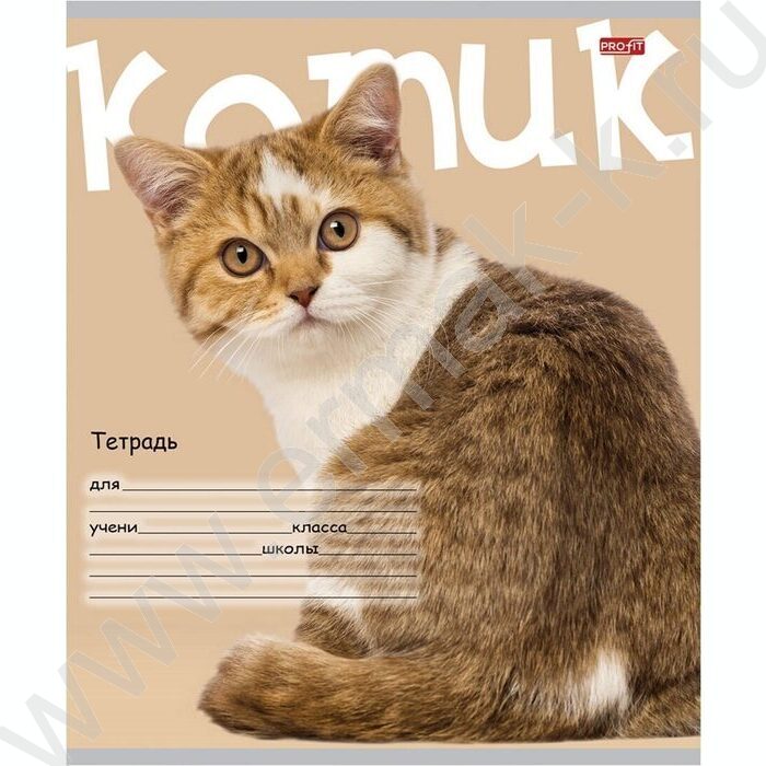 Тетрадь  24л клетка "Котик на цветном фоне" 5видов | Фото 6