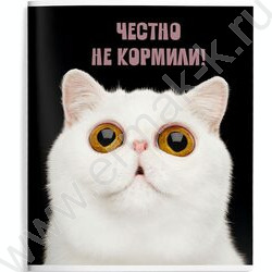 Тетрадь  48л клетка "Смешные коты" /мел.карт., ВД-лак /ассорти | Фото 2
