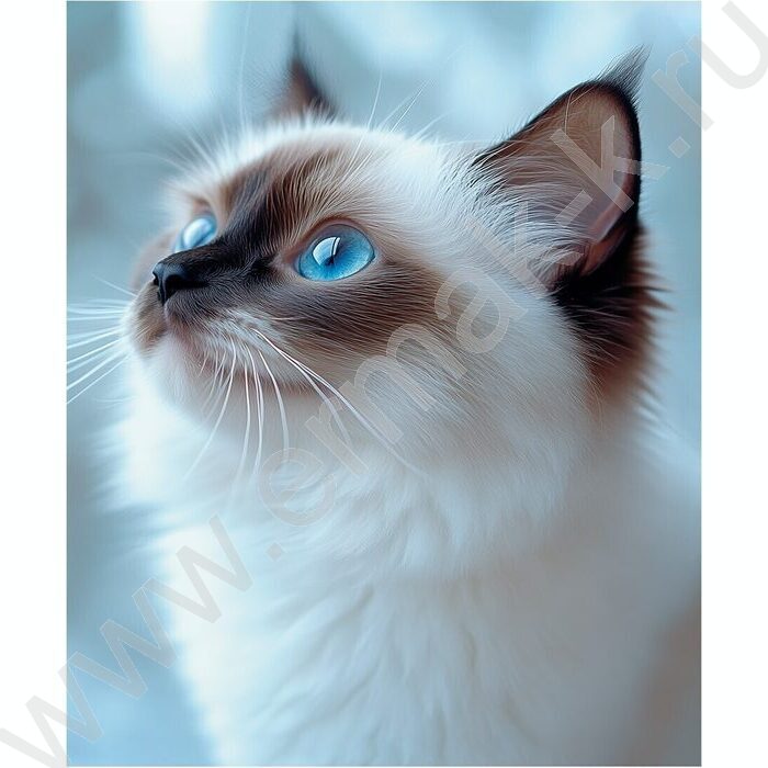 Тетрадь  80л клетка/кольца "Голубоглазая кошка" /глянец/лён | Фото 5