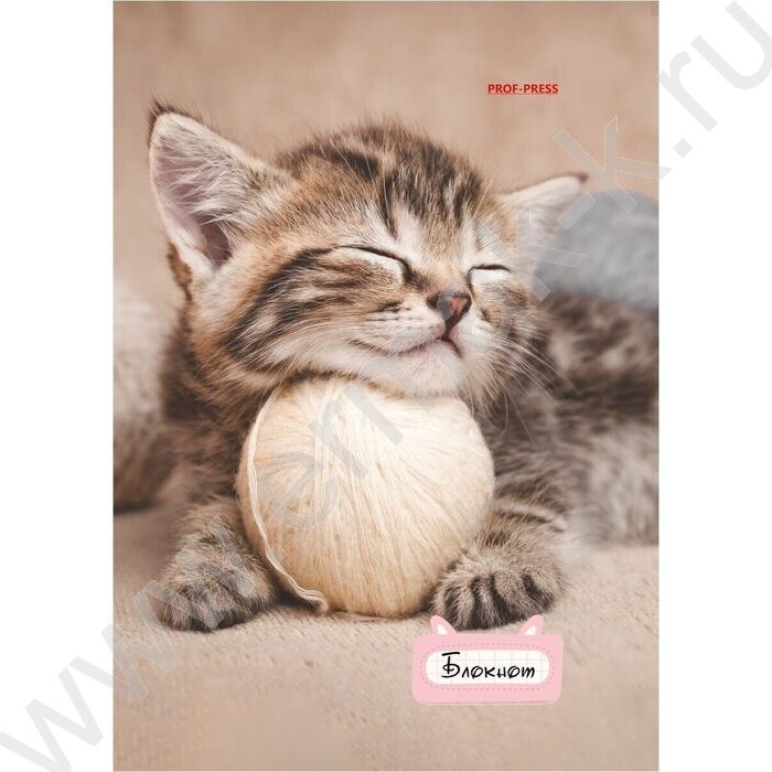 Блокнот  24л А6 "Милые котята-1" ассорти | Фото 2