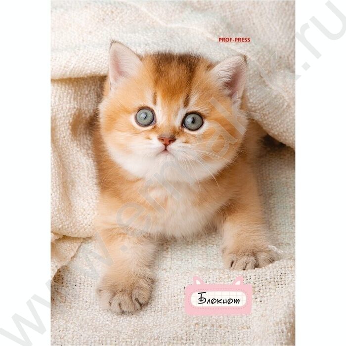 Блокнот  24л А6 "Милые котята-1" ассорти | Фото 3