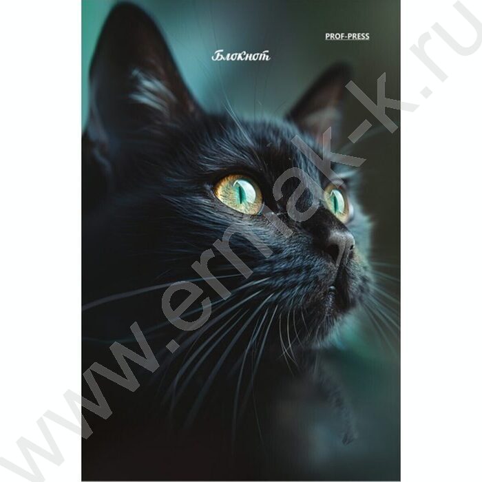 Блокнот  24л А6 "Портретные фото котов-3" ассорти | Фото 2