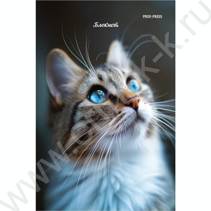 Блокнот  24л А6 "Портретные фото котов-3" ассорти | Фото 3