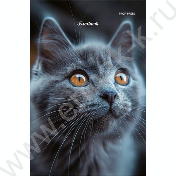 Блокнот  24л А6 "Портретные фото котов-3" ассорти | Фото 4