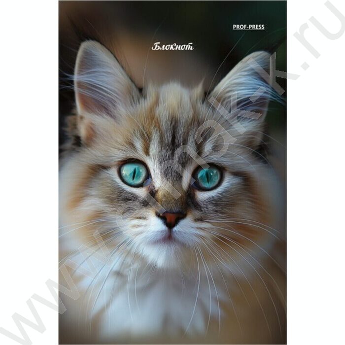 Блокнот  24л А6 "Портретные фото котов-3" ассорти | Фото 5
