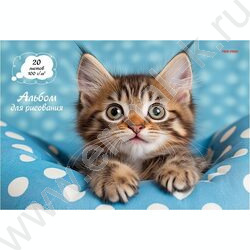 Альбом д/рисования 20л "Милый котик-2" ассорти NEW | Фото 1