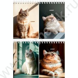 Блокнот  40л А6 спираль "Солнечные котики" ассорти NEW | Фото 1