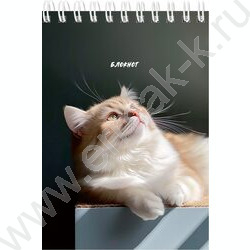 Блокнот  40л А6 спираль "Солнечные котики" ассорти NEW | Фото 3