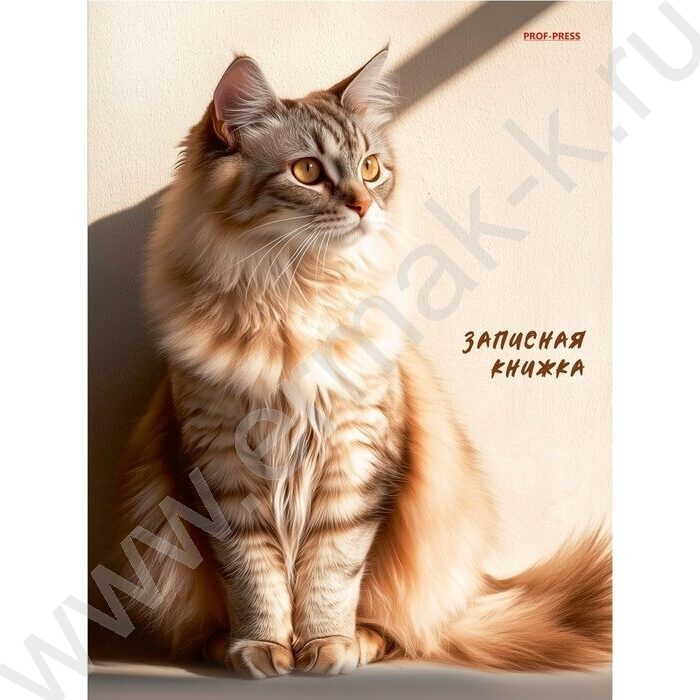 Зап. книжка 80л А5 тв.обл  "Рыжий кот в лучах солнца" /глянец/ | Фото 1