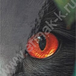 Зап. книжка 96л А6 тв.обл  "Взгляд чёрного кота" /глянец/ NEW | Фото 5