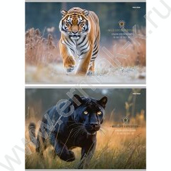 Альбом д/рисования 40л "Большие дикие кошки" /лен/ ассорти NEW | Фото 1