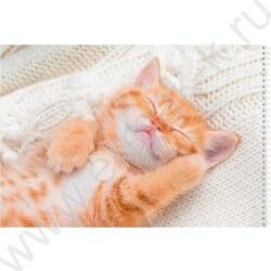 Альбом д/рисования-спираль 40л "Спящие котята" ассорти NEW | Фото 4