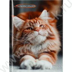 Зап. книжка  80л А5 тв.обл. "Фото котика" /глянец/ NEW | Фото 2