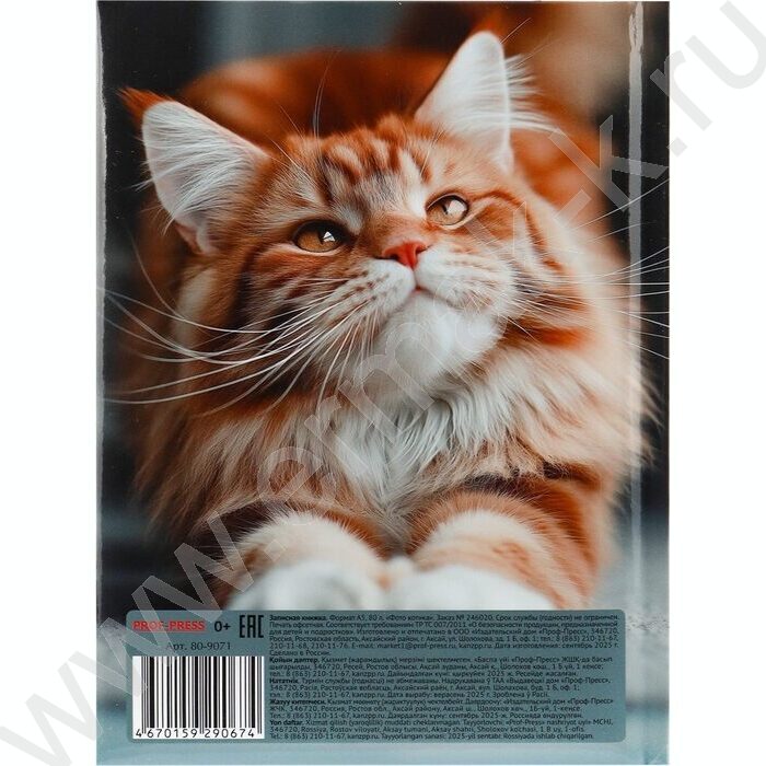 Зап. книжка  80л А5 тв.обл. "Фото котика" /глянец/ | Фото 4