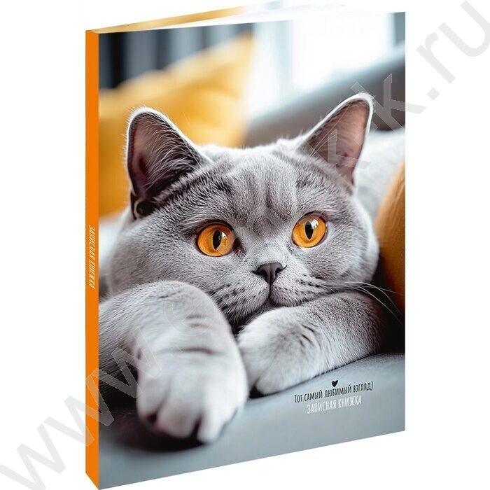 Зап. книжка 120л А5 тв.обл. "Серый пушистый котик-2" /глянц.лам/ | Фото 1