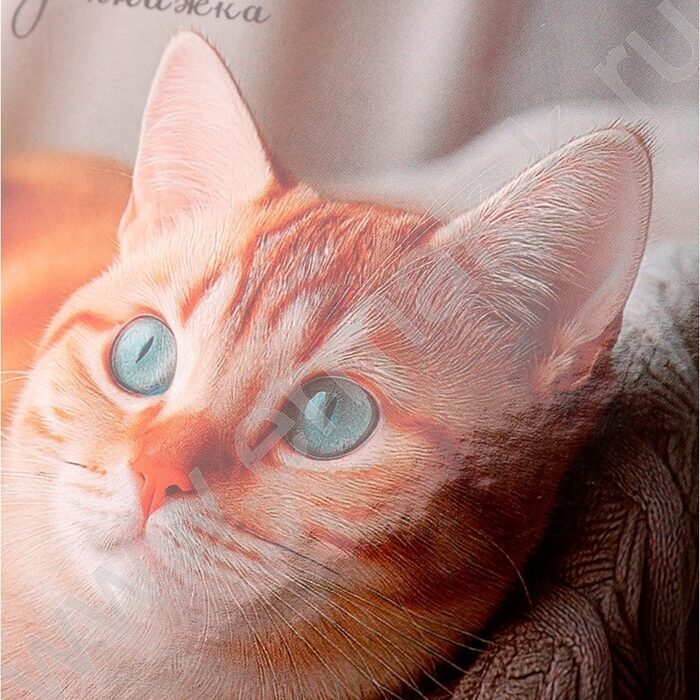 Зап. книжка  64л А6 тв.обл. "Фото котика-2" /глянц.лам/ | Фото 5