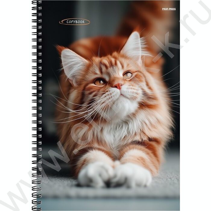 Тетрадь  96л А4 клетка/спираль "Рыжий котик-2" | Фото 1