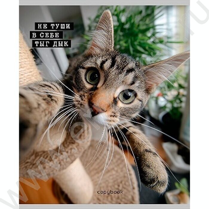 Тетрадь  48л клетка "Коты-мемы" ассорти | Фото 3