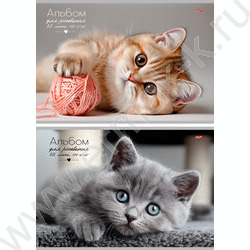 Альбом д/рисования 32л "Котики" ассорти NEW | Фото 1