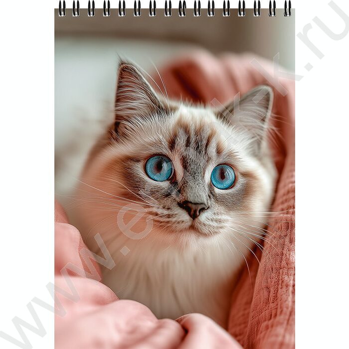 Блокнот  80л А5 спираль "Уютные котики-2" ассорти | Фото 2