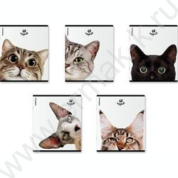 Тетрадь  48л клетка "Котики" /мат.лам. + выбор. УФ-лак /ассорти NEW | Фото 1