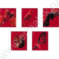 Тетрадь  48л клетка "Scarlet" /лам. soft-touch + выбор. УФ-лак /ассорти NEW | Фото 1