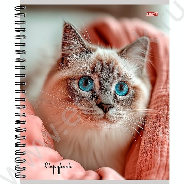 Тетрадь  80л клетка/спираль "Уютные котики-1" ассорти | Фото 3