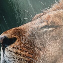 Тетрадь 100л клетка/кольца "Лев под дождём" NEW | Фото 6