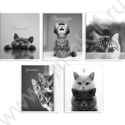 Тетрадь  48л клетка "Монохромные коты" /выб.ТВИН-лак/ ассорти NEW | Фото 1