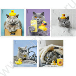 Тетрадь  48л клетка "Кот с уткой" /выб.ТВИН-лак/ ассорти NEW | Фото 1