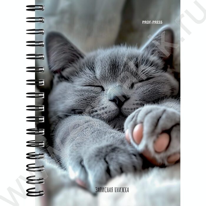 Зап. книжка 120л А6 спираль "Милые котики-6" NEW | Фото 3
