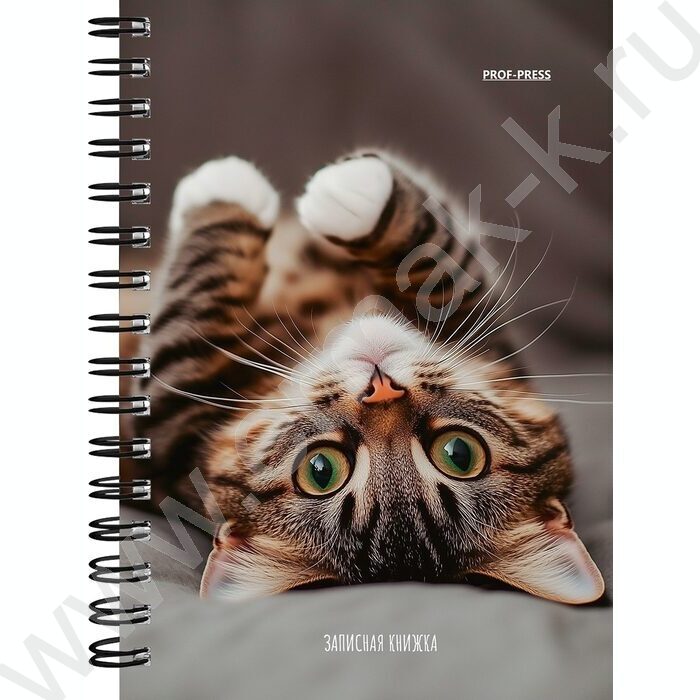 Зап. книжка 120л А6 спираль "Милые котики-6" NEW | Фото 4