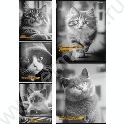 Тетрадь  48л клетка "Забавные коты-5" /твин-лак/ 5видов NEW | Фото 1