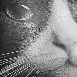 Тетрадь  48л клетка "Забавные коты-5" /твин-лак/ 5видов NEW | Фото 8