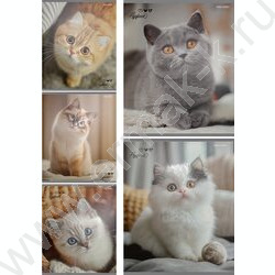 Тетрадь  48л клетка "Милые коты-6" /твин-лак/ 5видов NEW | Фото 1