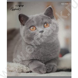 Тетрадь  48л клетка "Милые коты-6" /твин-лак/ 5видов NEW | Фото 3