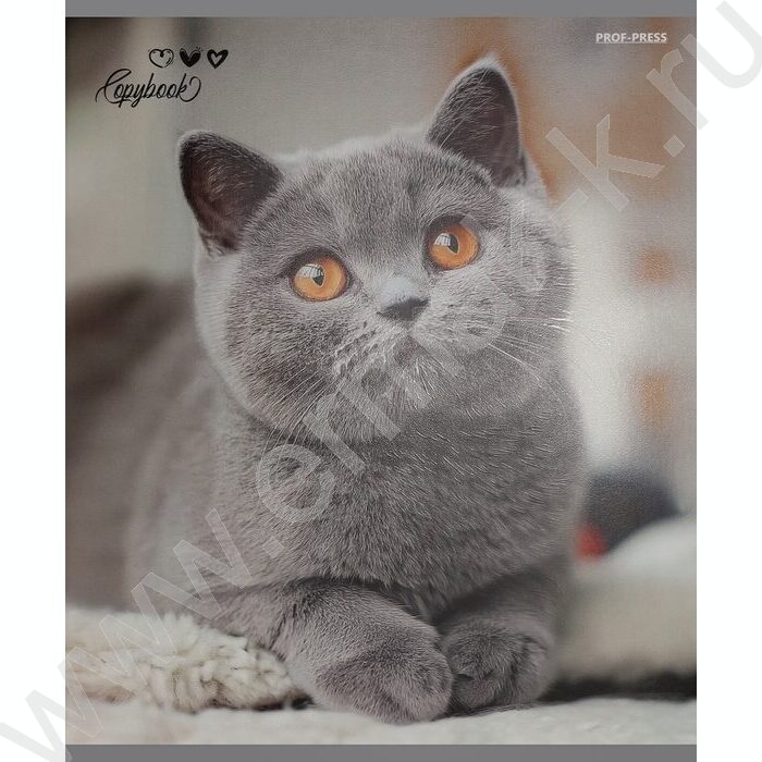 Тетрадь  48л клетка "Милые коты-6" /твин-лак/ 5видов NEW | Фото 3