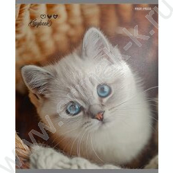 Тетрадь  48л клетка "Милые коты-6" /твин-лак/ 5видов NEW | Фото 4