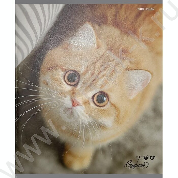 Тетрадь  48л клетка "Милые коты-6" /твин-лак/ 5видов NEW | Фото 6