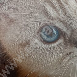 Тетрадь  48л клетка "Милые коты-6" /твин-лак/ 5видов NEW | Фото 8