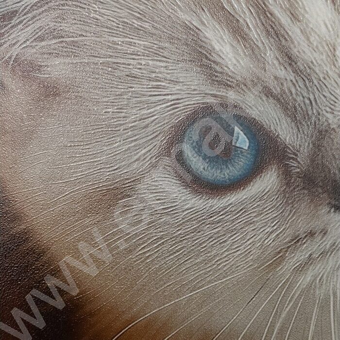 Тетрадь  48л клетка "Милые коты-6" /твин-лак/ 5видов NEW | Фото 8